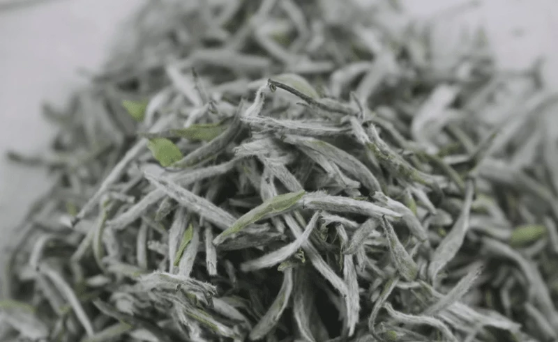 White Tea Processing